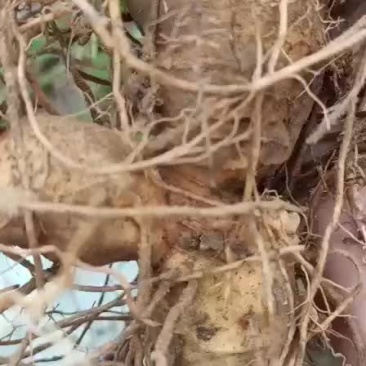 大个纯野黄精，统货都有。大量供应，产地直销