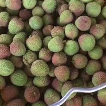海南妃子笑荔枝每天六万斤左右每天都在增加