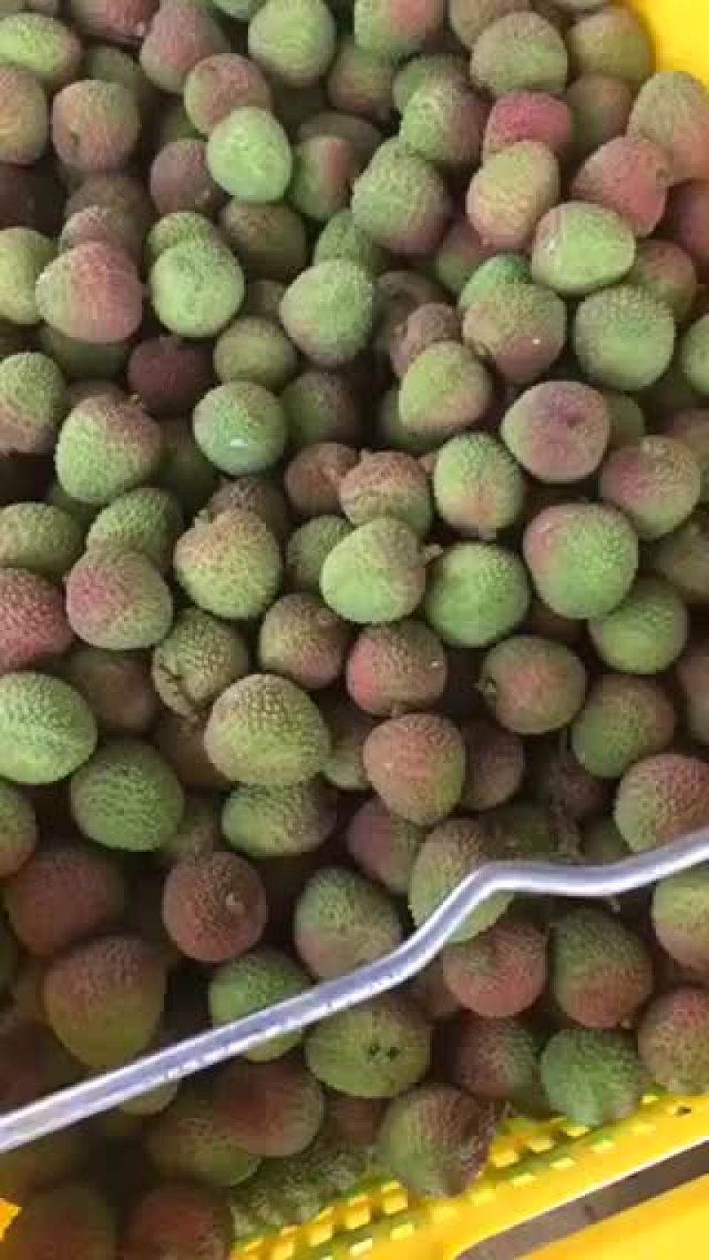 海南妃子笑荔枝每天六万斤左右每天都在增加