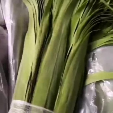 潮河湾粽叶