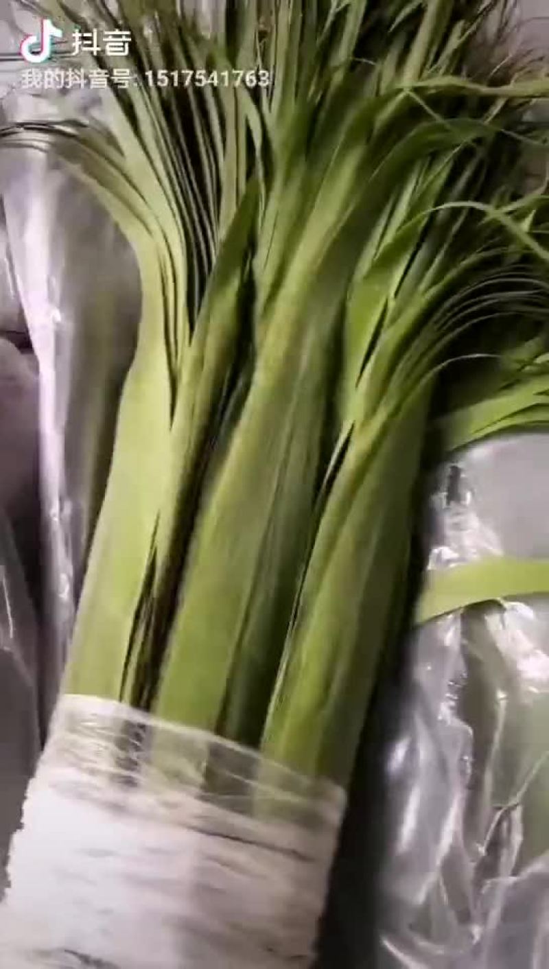 潮河湾粽叶