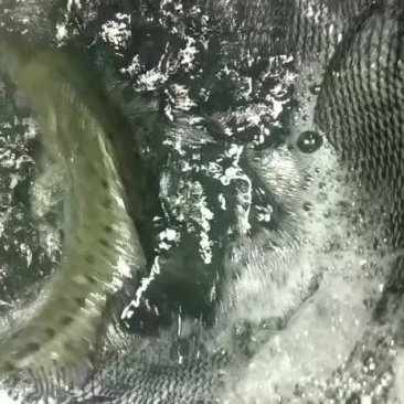鲈鱼，，，，，，，，，，