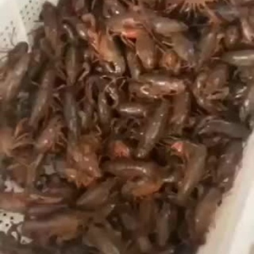 潜江小龙虾