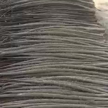 有要山药的没