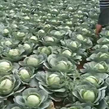 包菜