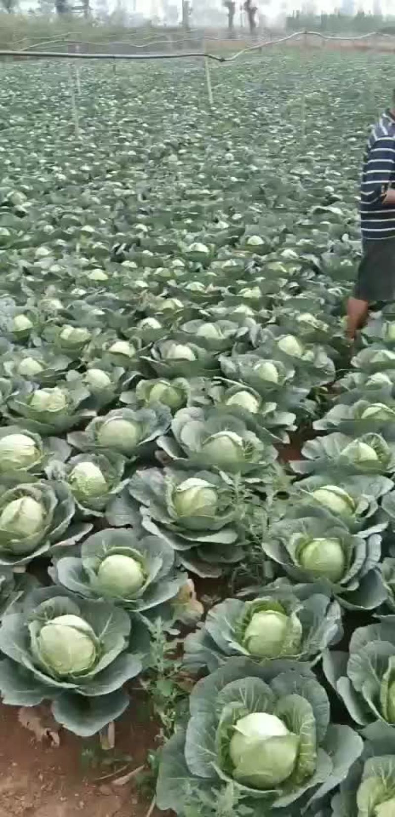 包菜