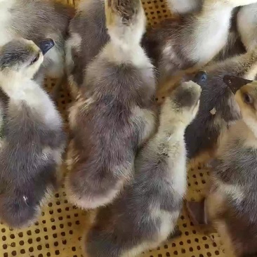 优质狮头鹅苗