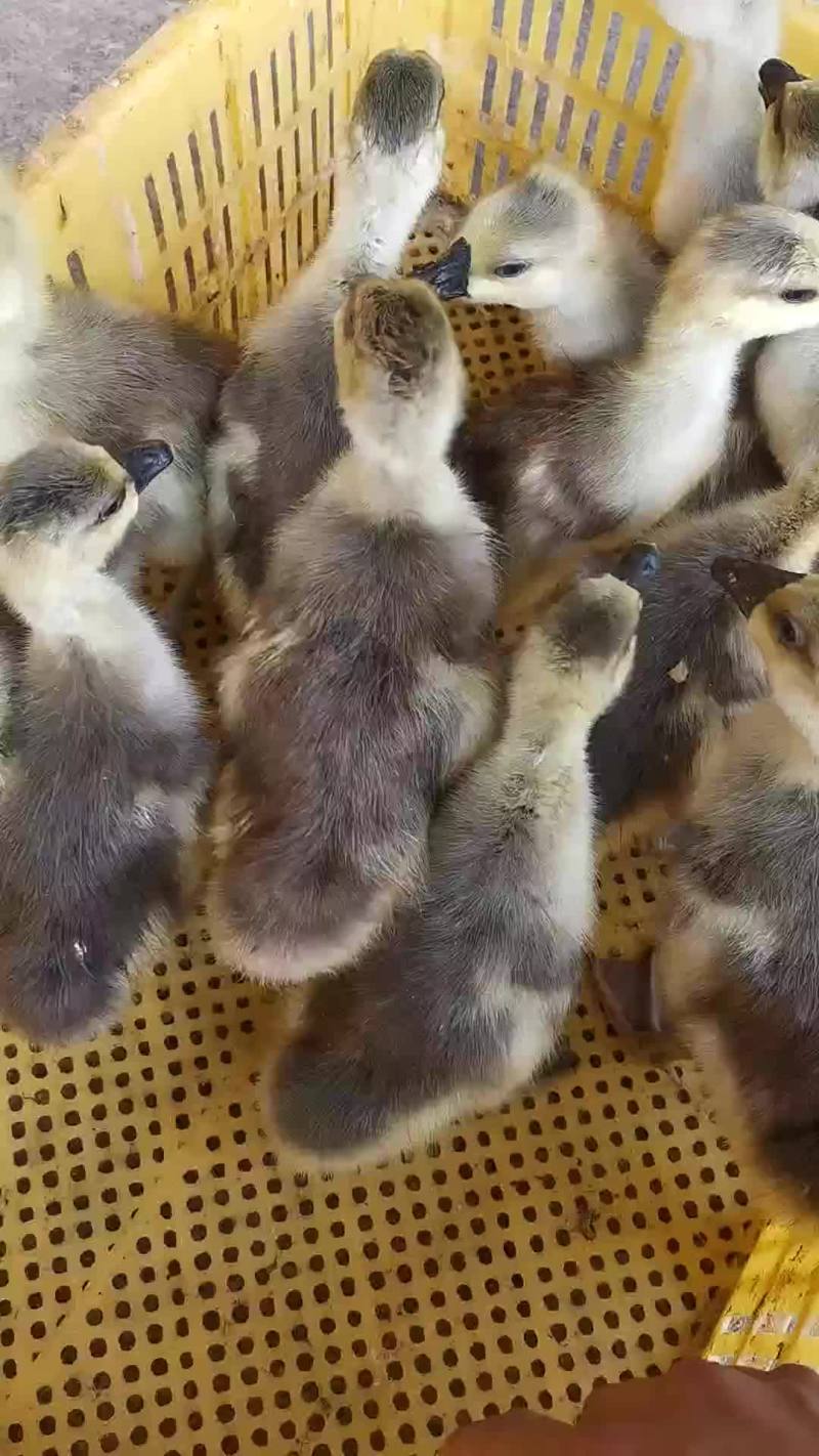 优质狮头鹅苗