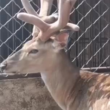 鹿茸