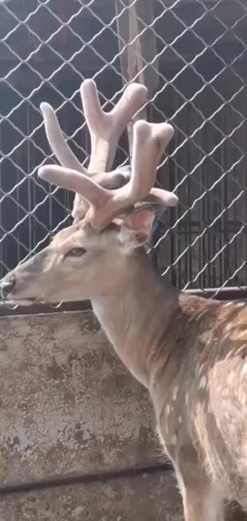 鹿茸