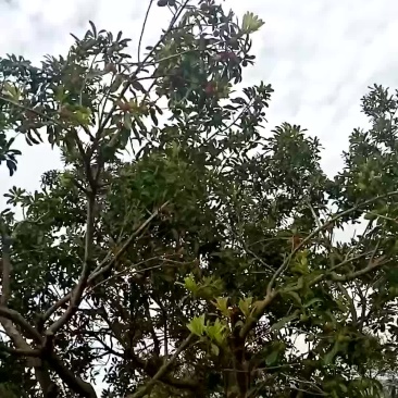杨梅在开始红了
