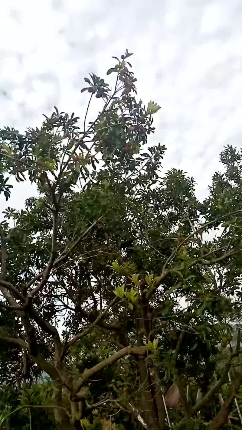 杨梅在开始红了