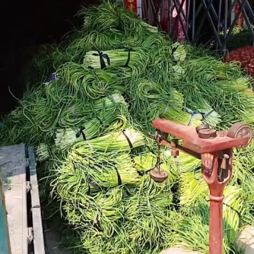河南省漯河市临颍县蒜薹大量上市