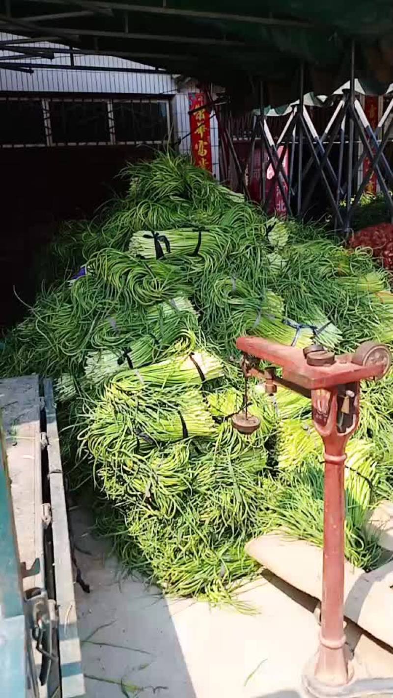 河南省漯河市临颍县蒜薹大量上市