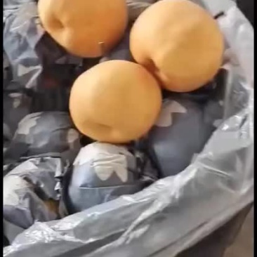 秋月梨丰水梨冰糖梨