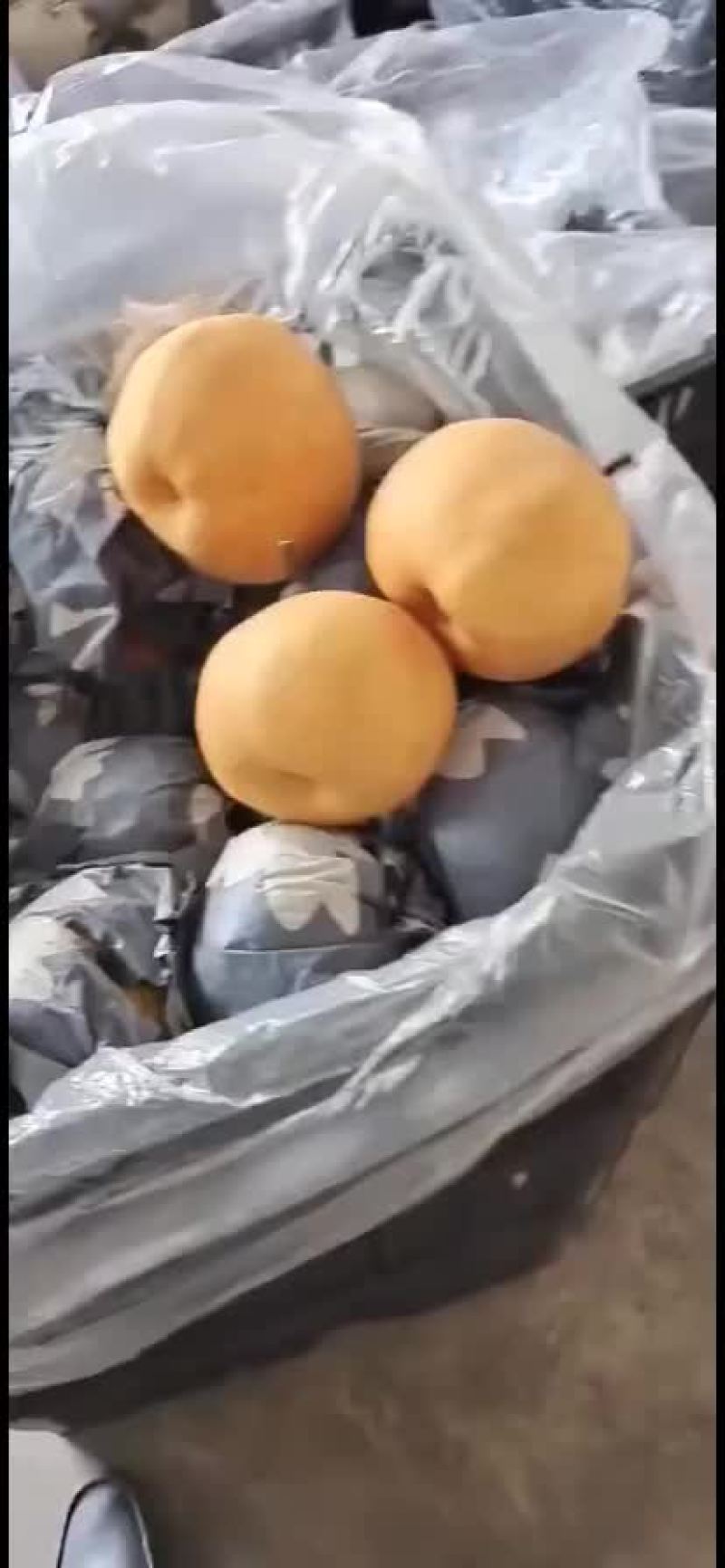 秋月梨丰水梨冰糖梨