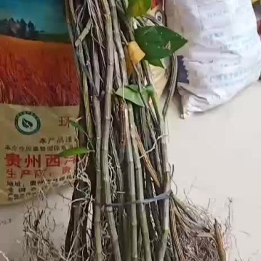 广西十万大山的马鞭石斛