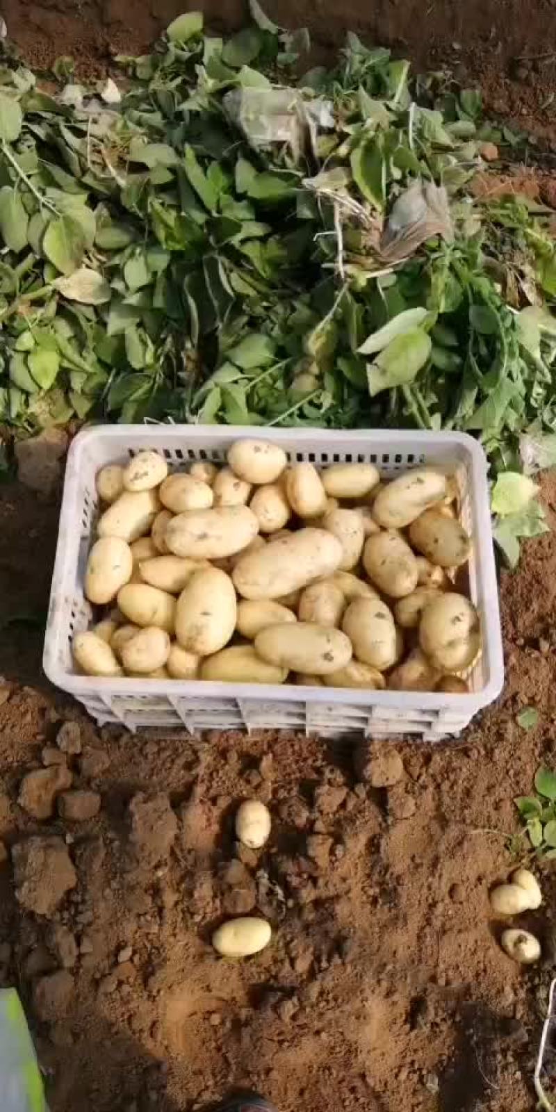 大棚鲜土豆