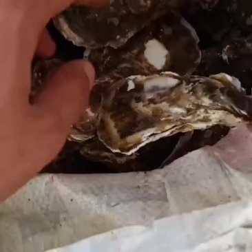 渤海湾牡蛎（海蛎子）大量现货，每天7-8万斤