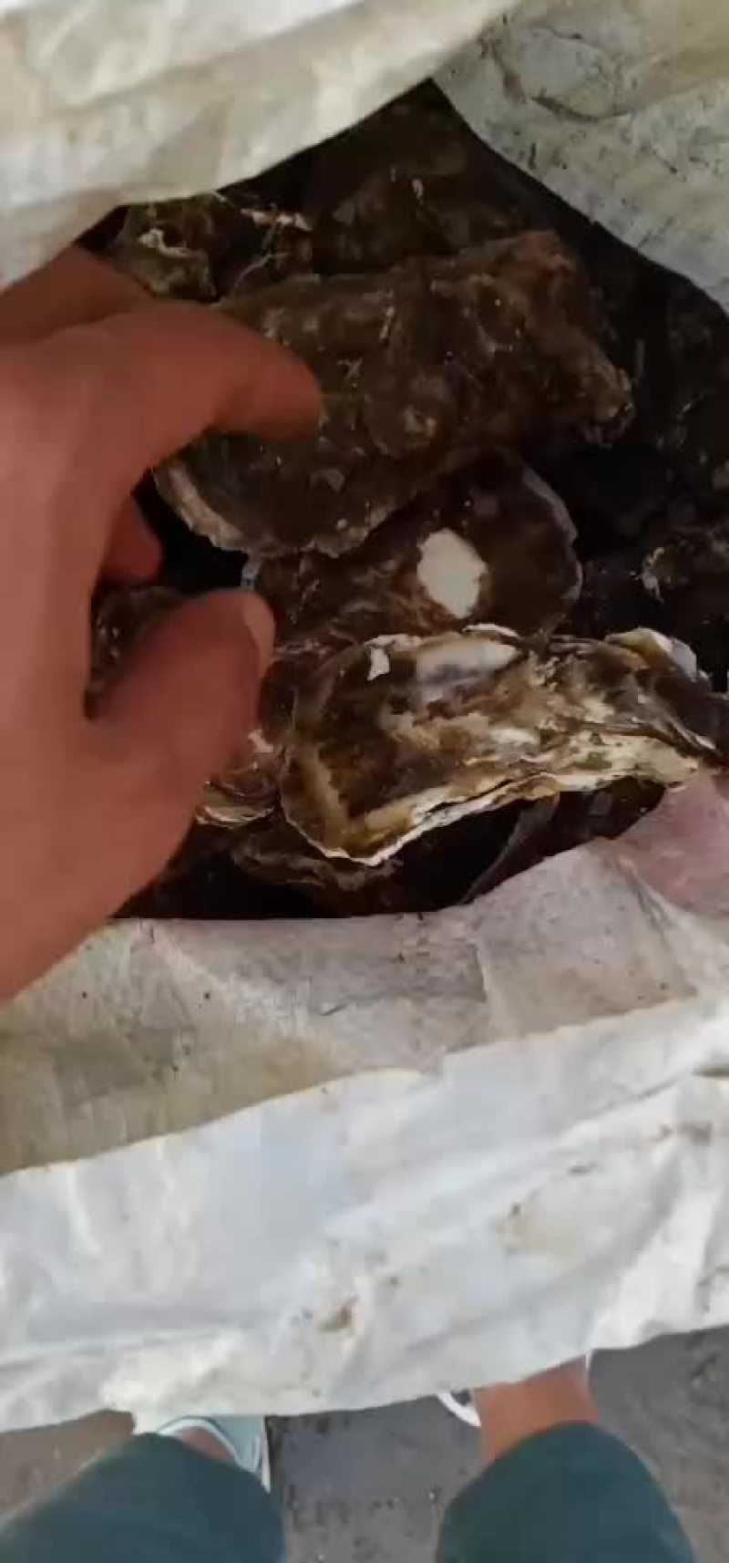 渤海湾牡蛎（海蛎子）大量现货，每天7-8万斤