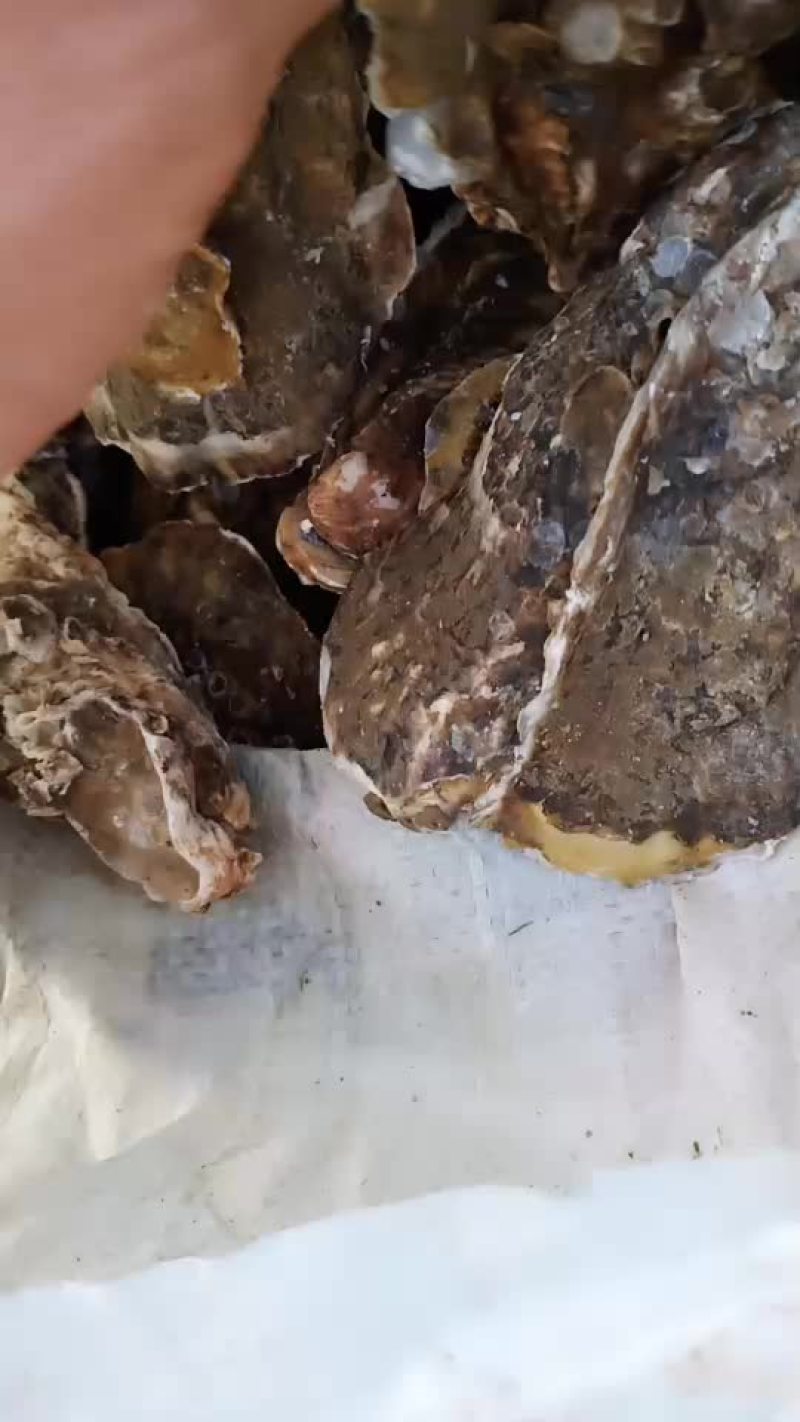 渤海湾牡蛎（海蛎子）大量现货，每天7-8万斤