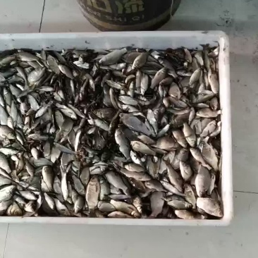饲料鱼