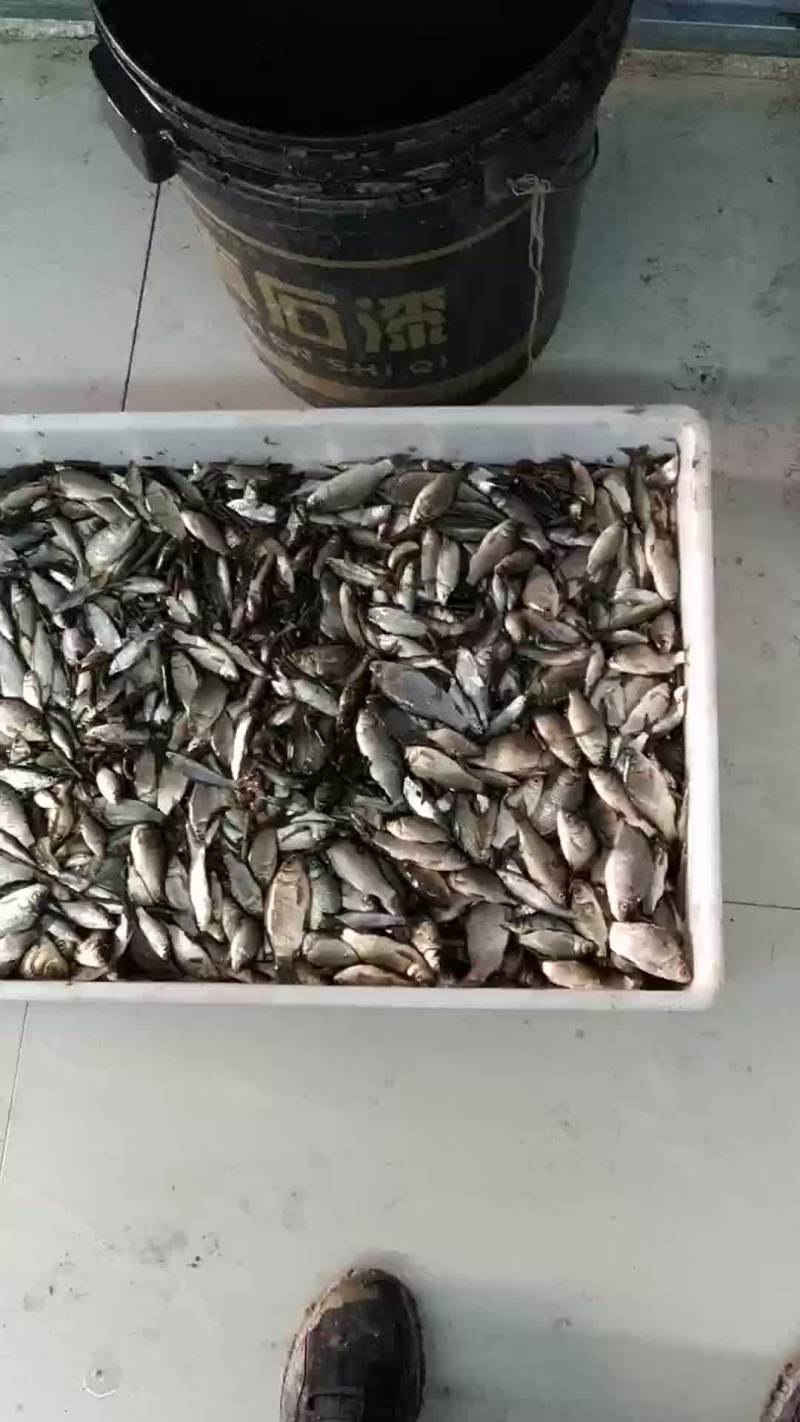 饲料鱼