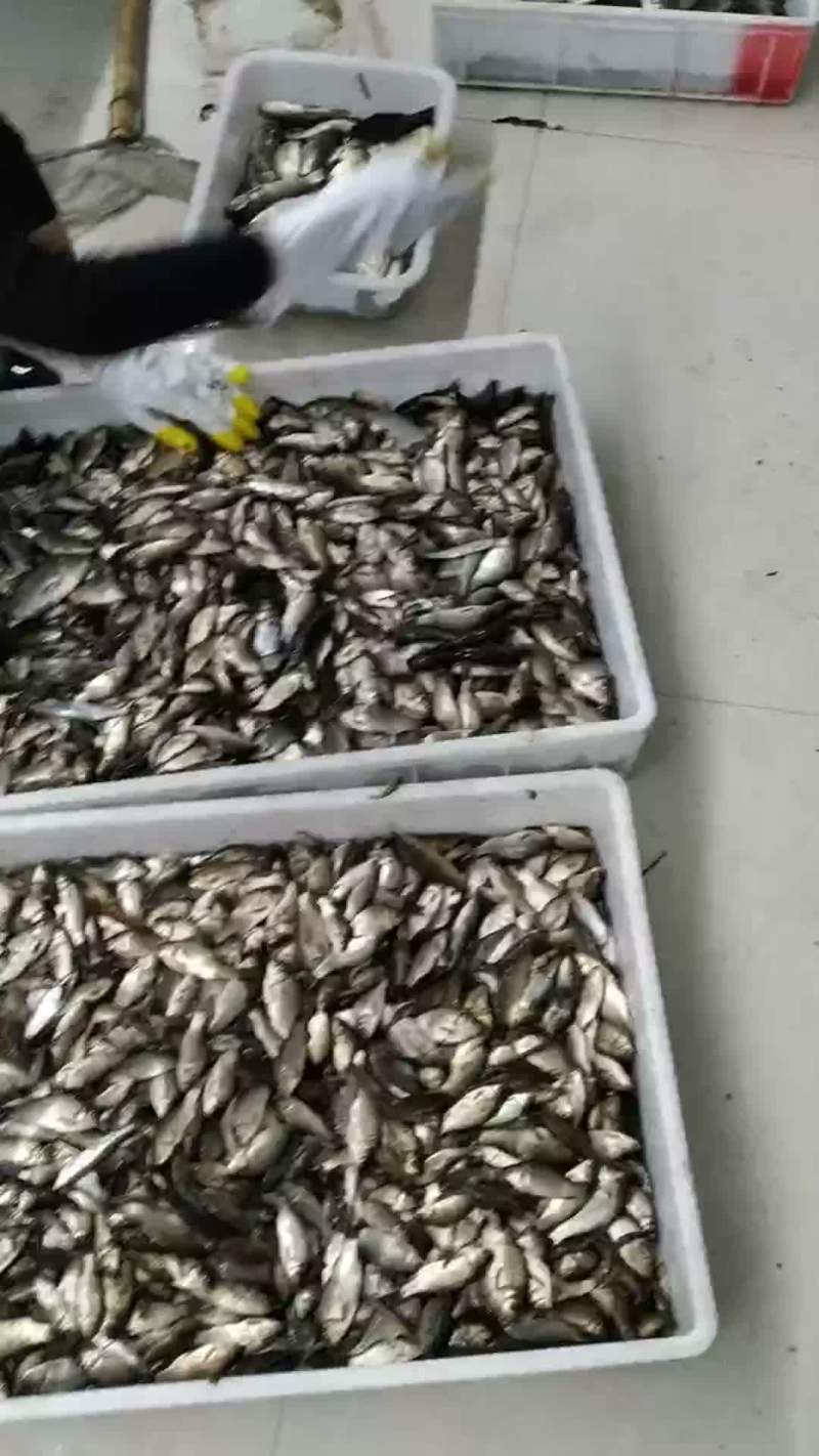 饲料鱼