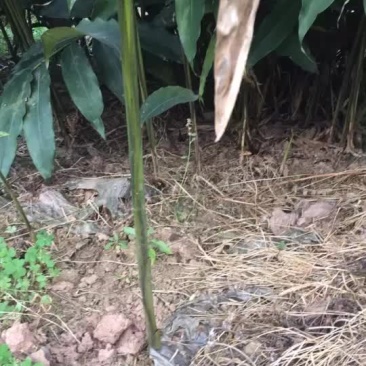 春砂仁苗四大南药之一