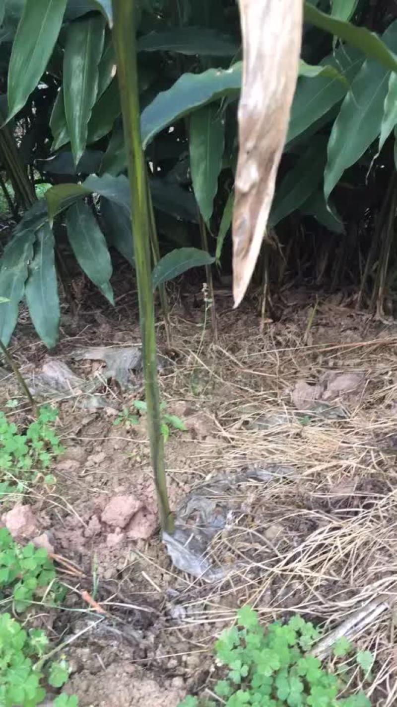 春砂仁苗四大南药之一