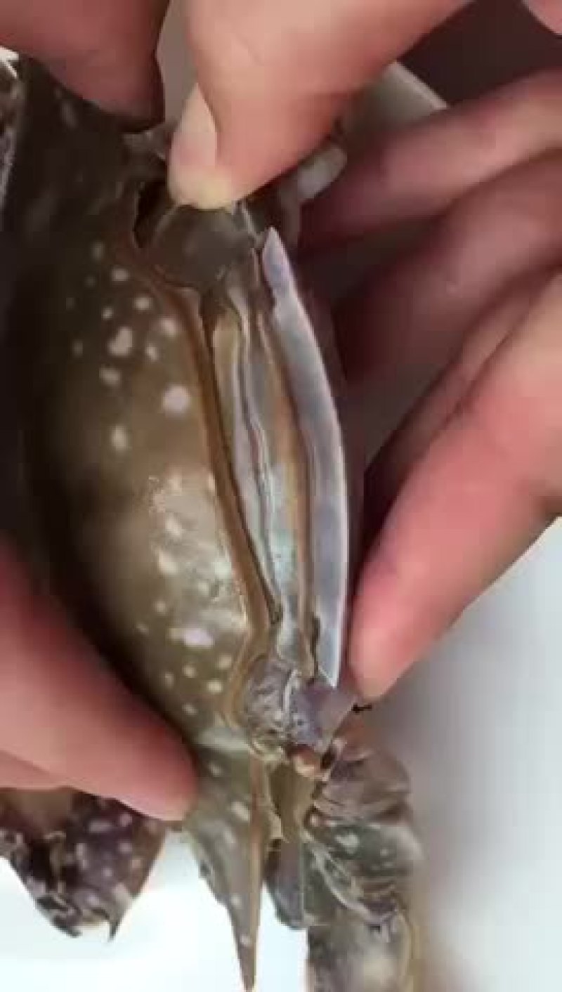 咸蟹子