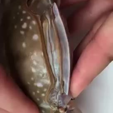 冰鲜满膏螃蟹
