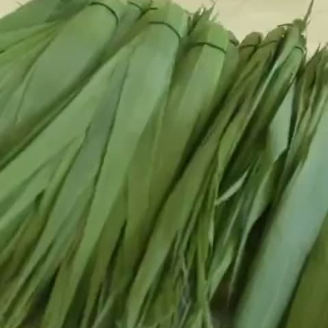 白洋淀粽叶