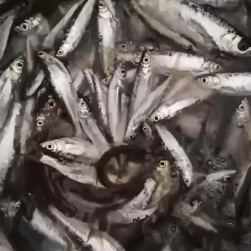 蓝刀鱼