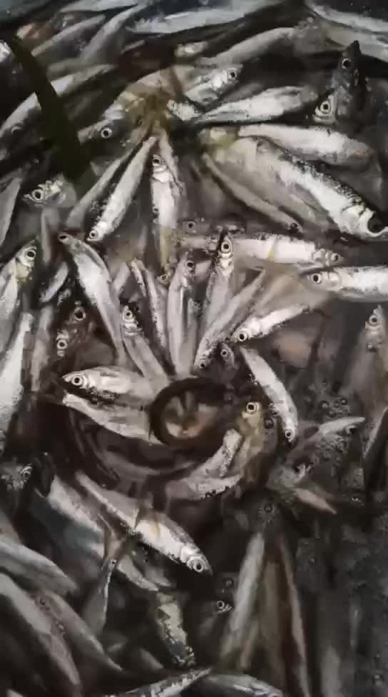 蓝刀鱼