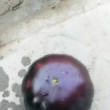 茄子