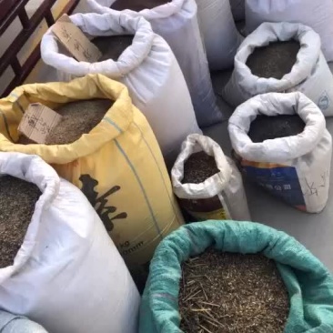 各类药材种子出苗率高