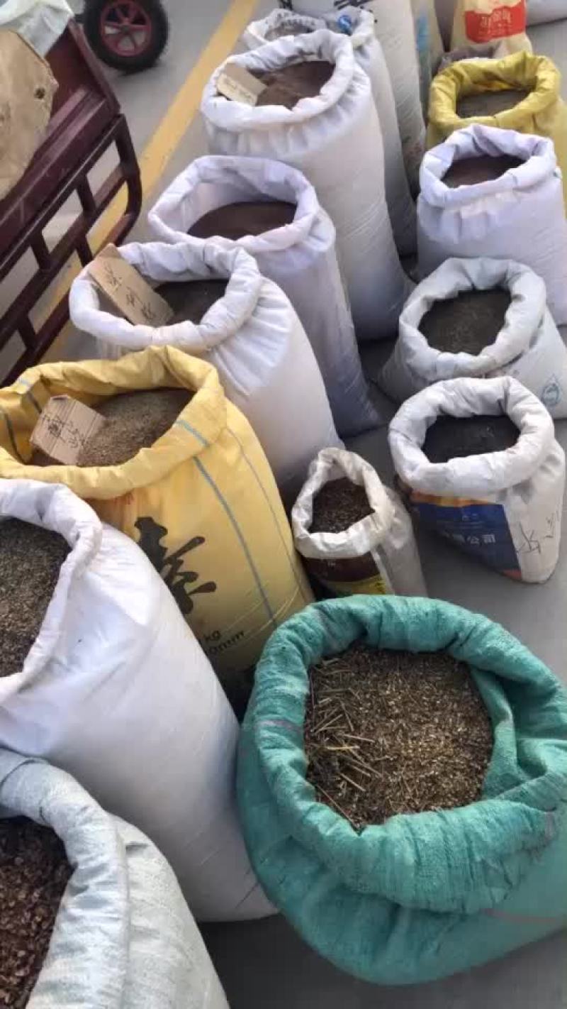 各类药材种子出苗率高