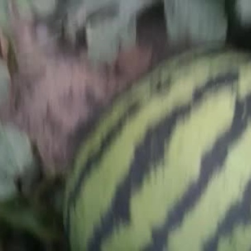 陕西甜王
