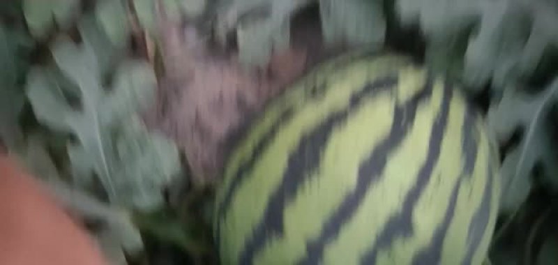 陕西甜王