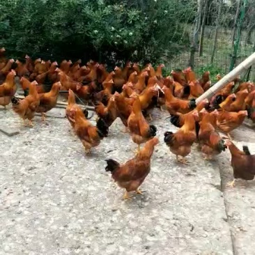 大阉鸡