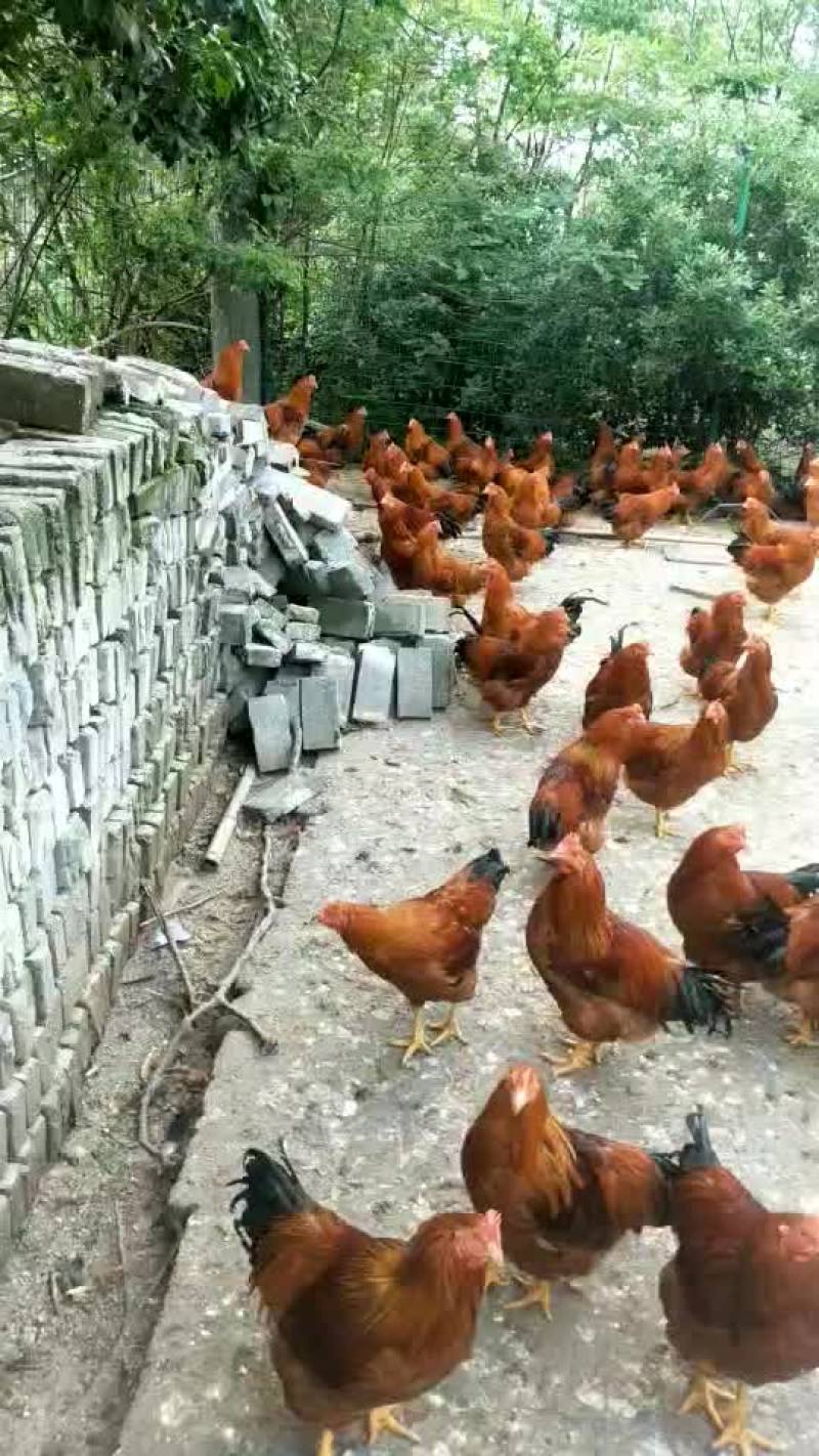 大阉鸡