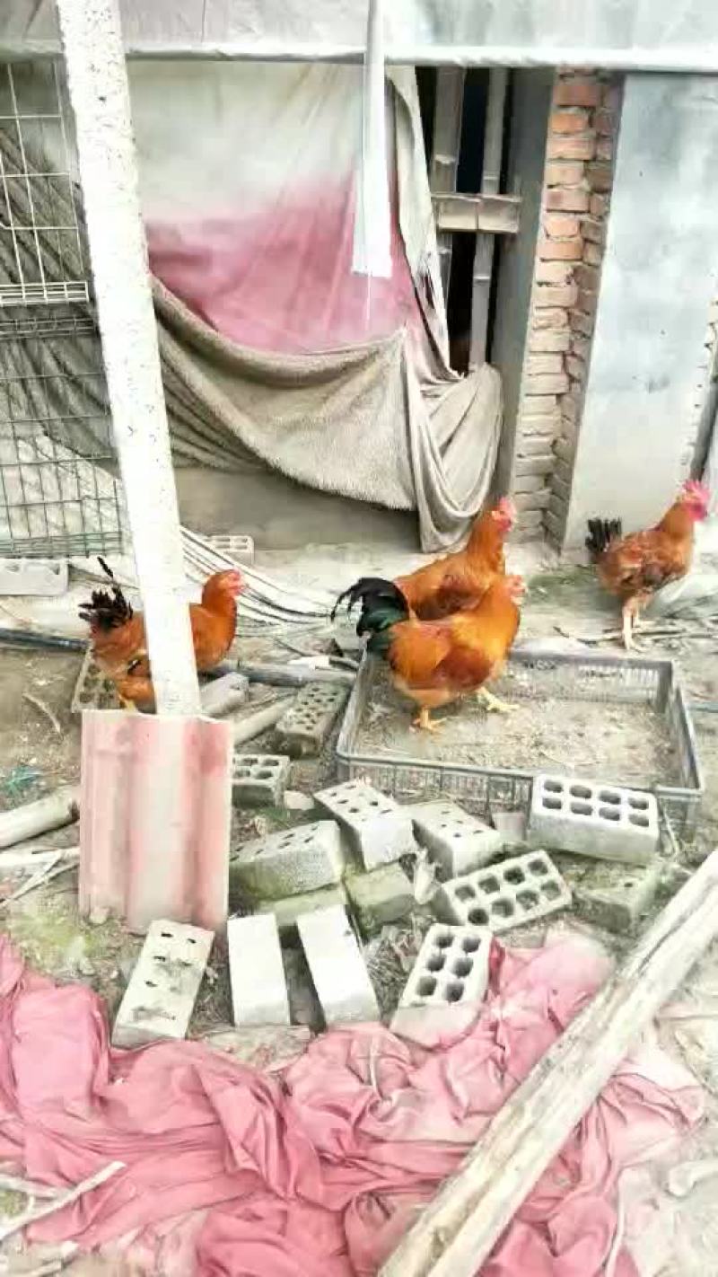 大阉鸡