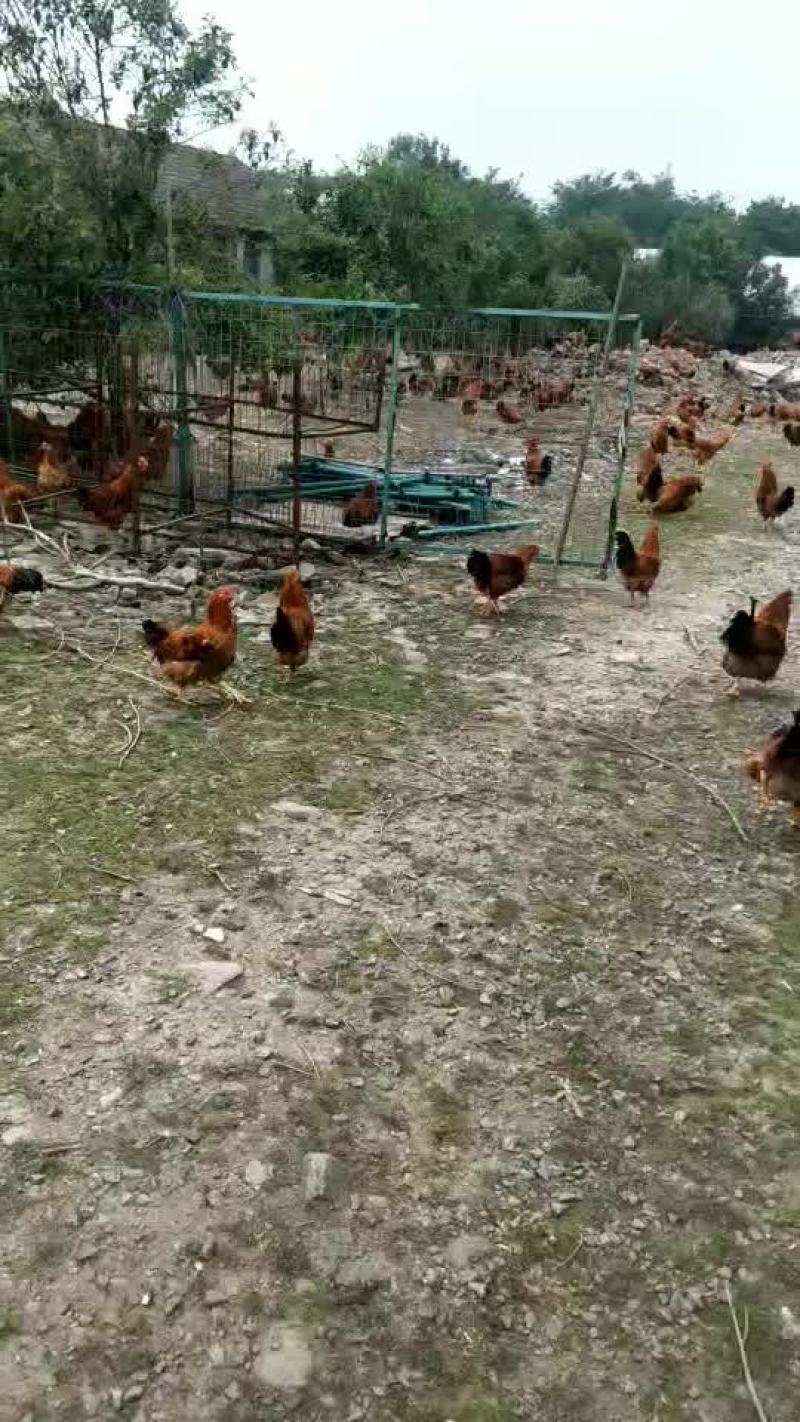 大阉鸡