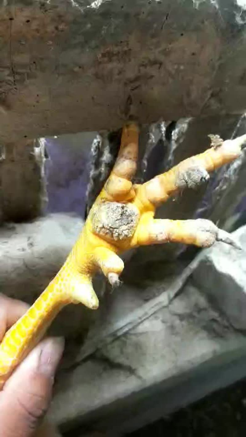 大阉鸡
