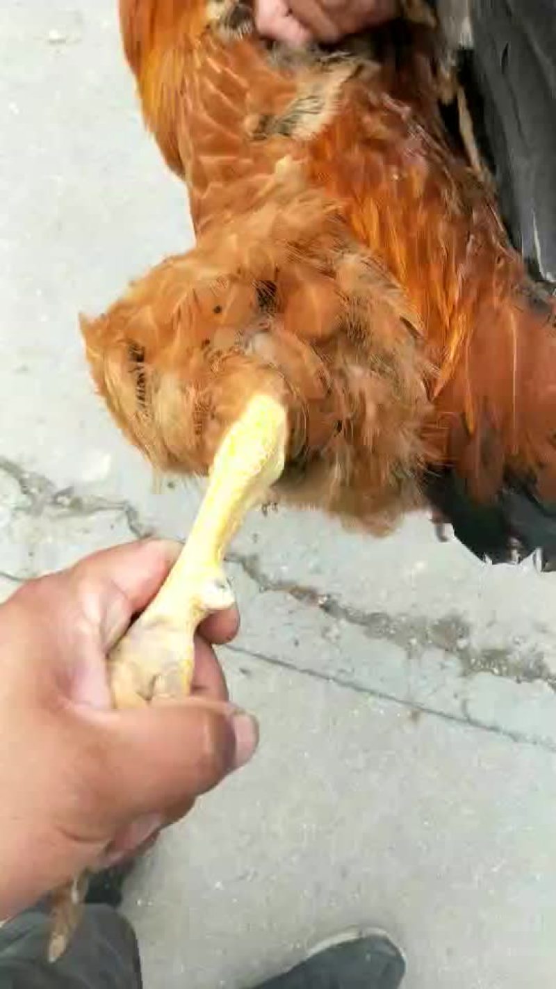 大阉鸡