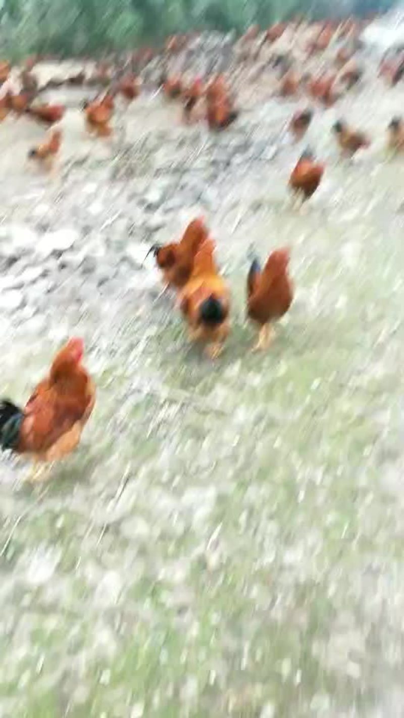 大阉鸡