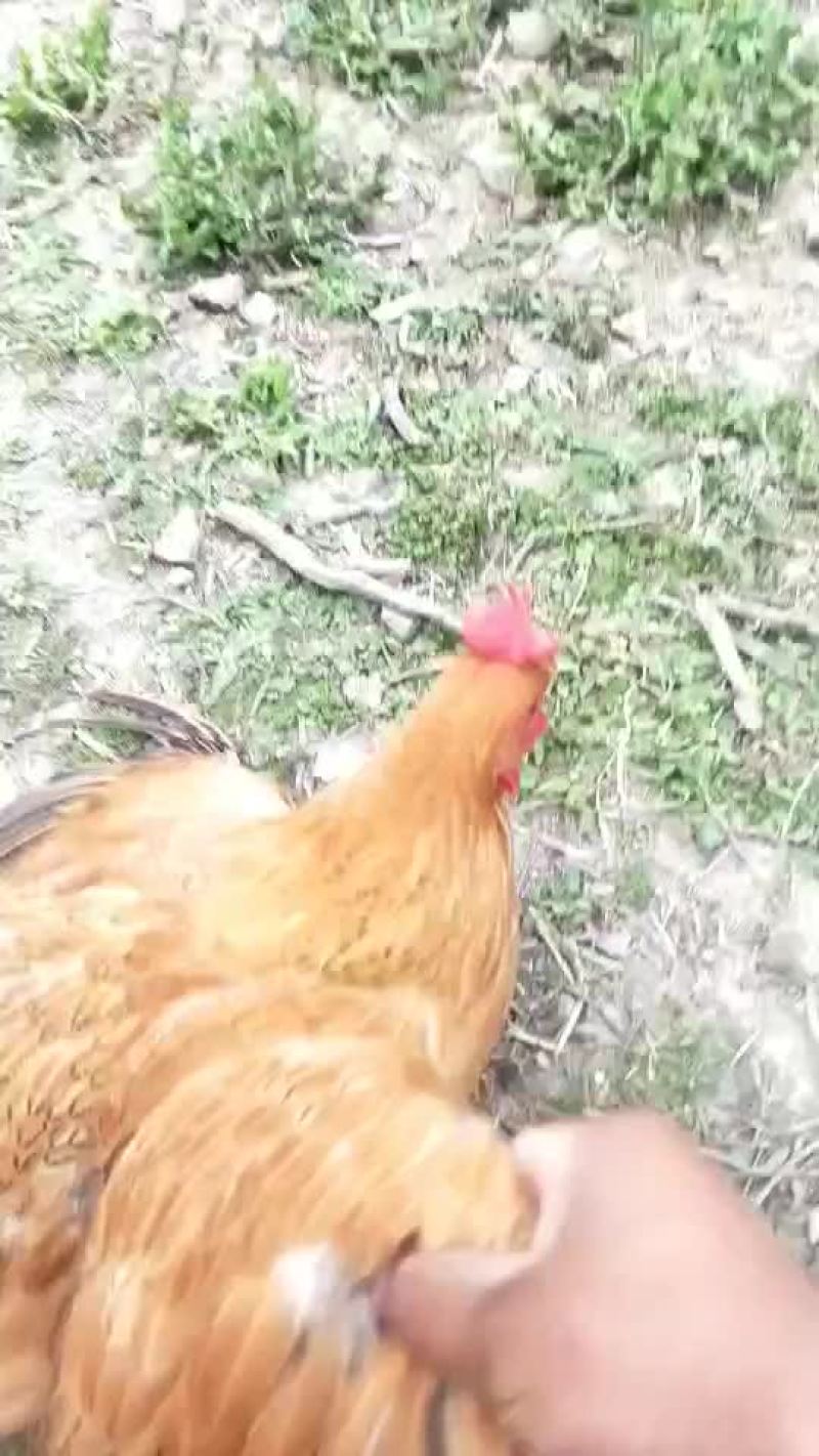 大阉鸡