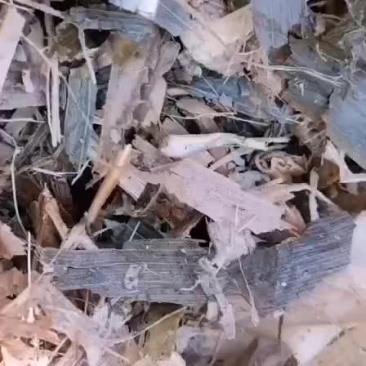 黄储