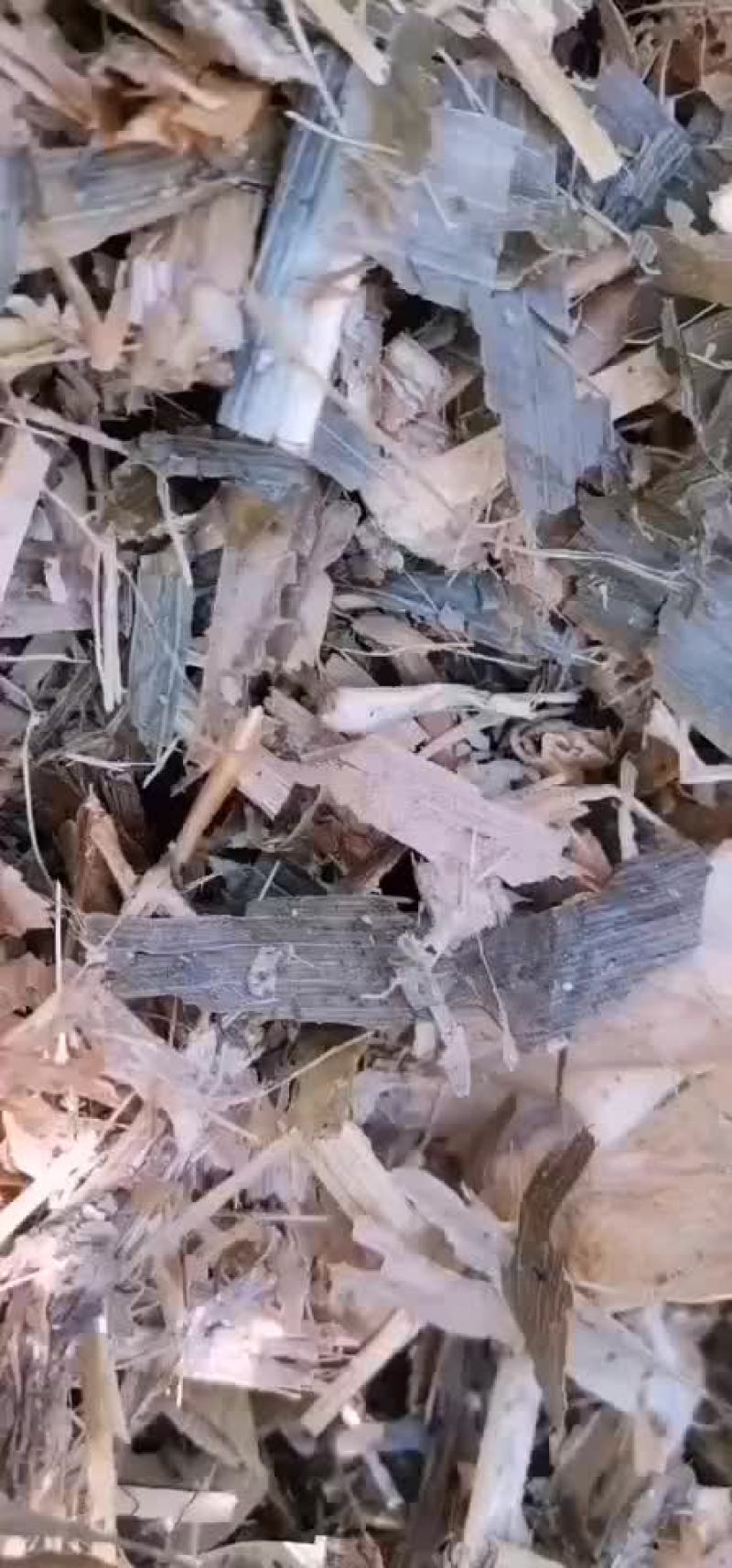 黄储